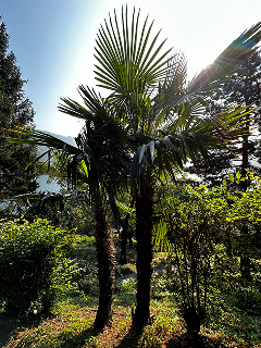 Two palm trees standing side by side in the villa garden, the lake behind them.